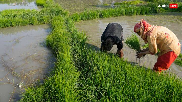 प्रोग्राम में दूर-दराज के गांवों से किसान बसों, ट्रैक्टरों और चार पहिया वाहनों से सम्मेलन में पहुंचेंगे.