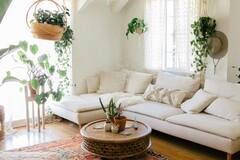 Vastu Tips: આ દિશામાં રાખેલા વૃક્ષ-છોડ વધારે છે તણાવ, ઘરમાં થાય છે લડાઈ-ઝઘડા