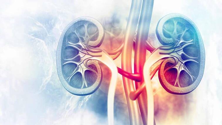 health tips extreme heat affected kidneys know prevention in Gujarati Kidney Health: ભીષણ ગરમી કિડનીને નુકસાન પહોંચાડી શકે છે, તેના ભયજનક સંકેતોને સમજો, જાણો તેનાથી બચવા શું કરવું