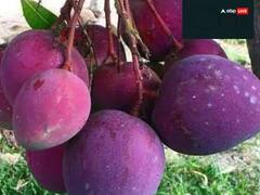 ਇਸ ਇਕ ਕਿਲੋ ਅੰਬ ਦਾ ਰੇਟ ਬੁਲੇਟ ਬਾਈਕ ਦੇ ਬਰਾਬਰ, ਫਿਰ ਵੀ ਇਸ ਦੀ ਖੂਬ ਡਿਮਾਂਡ