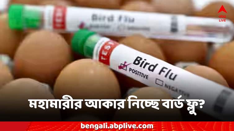 US Expert Predicts The Next Pandemic Will Be From Bird Flu Bird Flu: বার্ড ফ্লু থেকে হবেই নতুন মহামারী! বিশ্বজুড়েই ছড়াবে এই ভাইরাস, ভয়ঙ্কর আশঙ্কা প্রকাশ