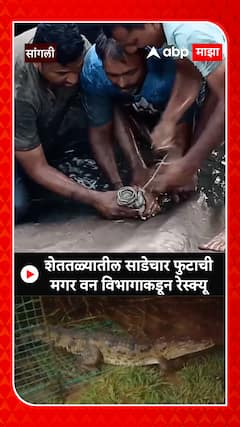 Sangli crocodile : शेततळ्यातील साडेचार फुटाची मगर वन विभागाकडून रेस्क्यू