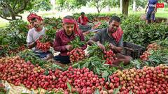 PM Modi Varanasi Visit: किसानों पर केंद्र का फोकस, अब अन्नदाताओं को PM देंगे बड़ी सौगात, जानिए क्या है पूरा प्लान