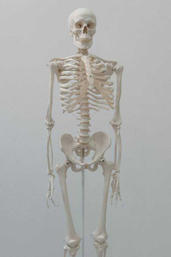 खुदाई में मिला प्राचीन कंकाल