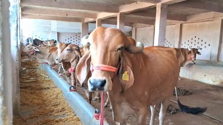 Kanpur News Gold metal is made in cow body medicine is made from cow urine ann एक ऐसी गाय जिसके शरीर में बनता है सोना, लुप्त हो रही भारतीय नस्ल की ये प्रजाति