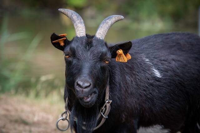 शादियों के सीजन में बकरों की अच्छी डिमांड होती है. रिपोर्ट्स के अनुसार शहर के इलाकों में ग्रामीण इलाकों की तुलना में अधिक बकरे बिकते हैं. बकरों की वैरायटी होती हैं. इनकी प्रसिद्ध नस्लों में सिरोही, बारबरी आदि शामिल हैं.