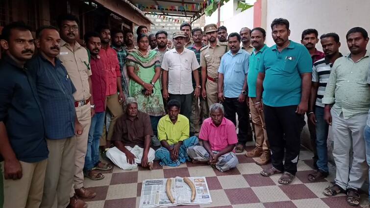 Persons who smuggled the ivory of a dead elephant in Palani forest were arrested. பழனி வனப்பகுதியில் இறந்த யானையின் தந்தத்தை கடத்திய நபர்கள் கைது! ஒரு கோடிக்கு பேரம் பேசியது அம்பலம்!