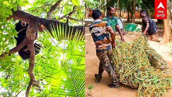 Bear in Tree | ஊருக்குள் புகுந்த கரடி..மரத்தில் ஏறியதால் பரபரப்பு!விரட்டும் பணிகள் தீவிரம்