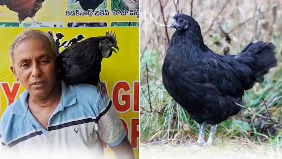 Kadaknath Chicken Special | యాజమాని ఎలా చెబితే అలా వింటున్న కడక్ నాథ్ కోడి