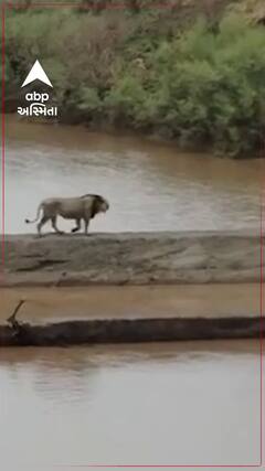 Amreli Lion : વરસાદી માહોલમાં વનરાજની શાહી લટાર