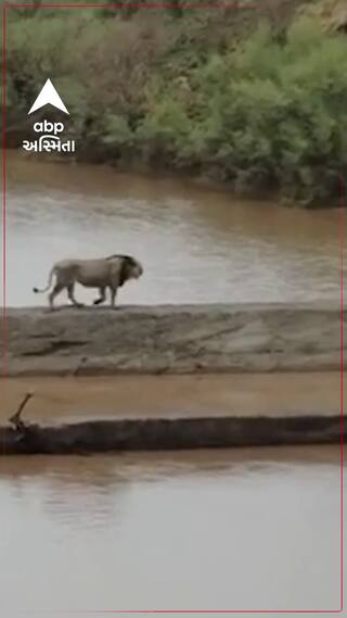 Amreli Lion : વરસાદી માહોલમાં વનરાજની શાહી લટાર