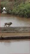 Amreli Lion : વરસાદી માહોલમાં વનરાજની શાહી લટાર
