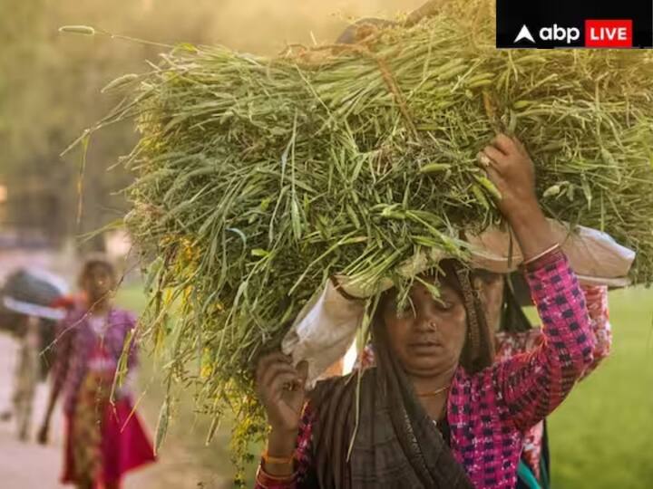 ਤੀਜੀ ਵਾਰ ਕਾਸ਼ੀ ਤੋਂ ਸਾਂਸਦ ਬਣਨ ਤੋਂ ਬਾਅਦ ਪ੍ਰਧਾਨ ਮੰਤਰੀ ਨਰਿੰਦਰ ਮੋਦੀ ਦੀ ਇਹ ਪਹਿਲੀ ਕਾਸ਼ੀ ਯਾਤਰਾ ਹੋਵੇਗੀ। ਸ਼ਡਿਊਲ ਮੁਤਾਬਕ ਉਹ ਸ਼ਾਮ 4:30 ਵਜੇ ਵਾਰਾਣਸੀ ਪਹੁੰਚਣਗੇ। ਇਸ ਦੌਰਾਨ ਉਹ ਕਿਸਾਨਾਂ ਲਈ ਕਿਸਾਨ ਸਨਮਾਨ ਨਿਧੀ ਦੀ 17ਵੀਂ ਕਿਸ਼ਤ ਜਾਰੀ ਕਰਨਗੇ।