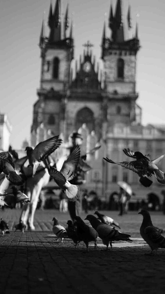 कैसे चुना जाता है राष्ट्रीय पक्षी?