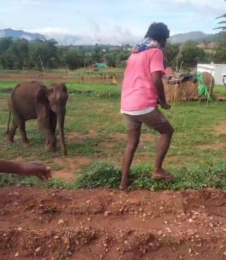 உடல்நலக் குறைவால் உயிரிழந்த பெண் யானை -  அஞ்செட்டி அருகே சோகம்