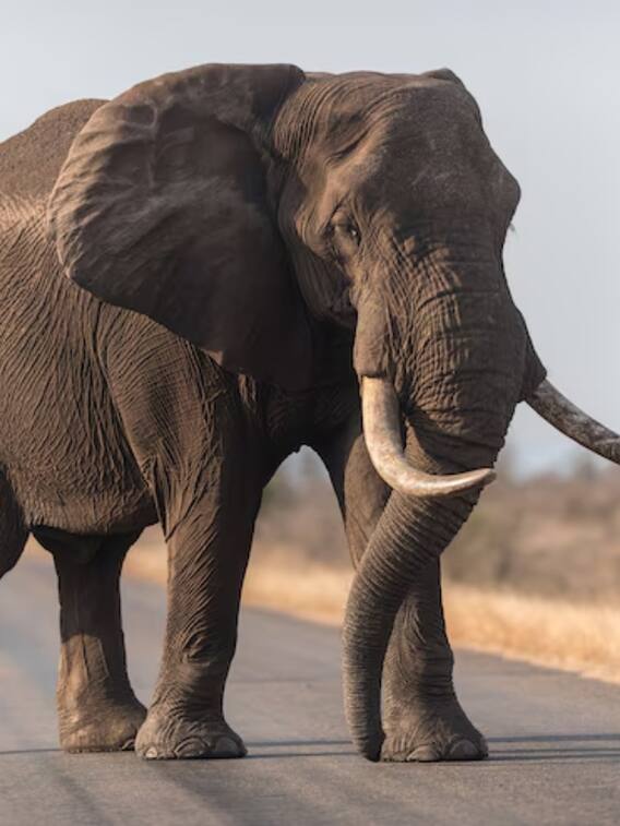 चलते वक्त हाथी की सूंड नीचे क्यों होती है?