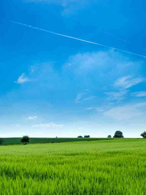 एक बीघा में कितने बिसवां होते हैं