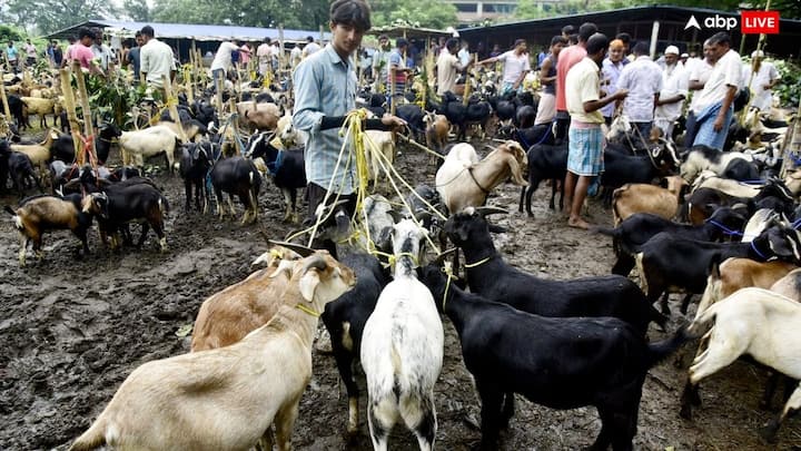 Eid-ul-Azha: बांग्लादेश के मत्स्य एवं पशुधन मंत्रालय का दावा है कि इस साल पवित्र ईद-उल-अजहा पर देश भर में 10,408,918 जानवरों की कुर्बानी दी गई, जो पिछले साल की तुलना में 367,106 ज्यादा है.