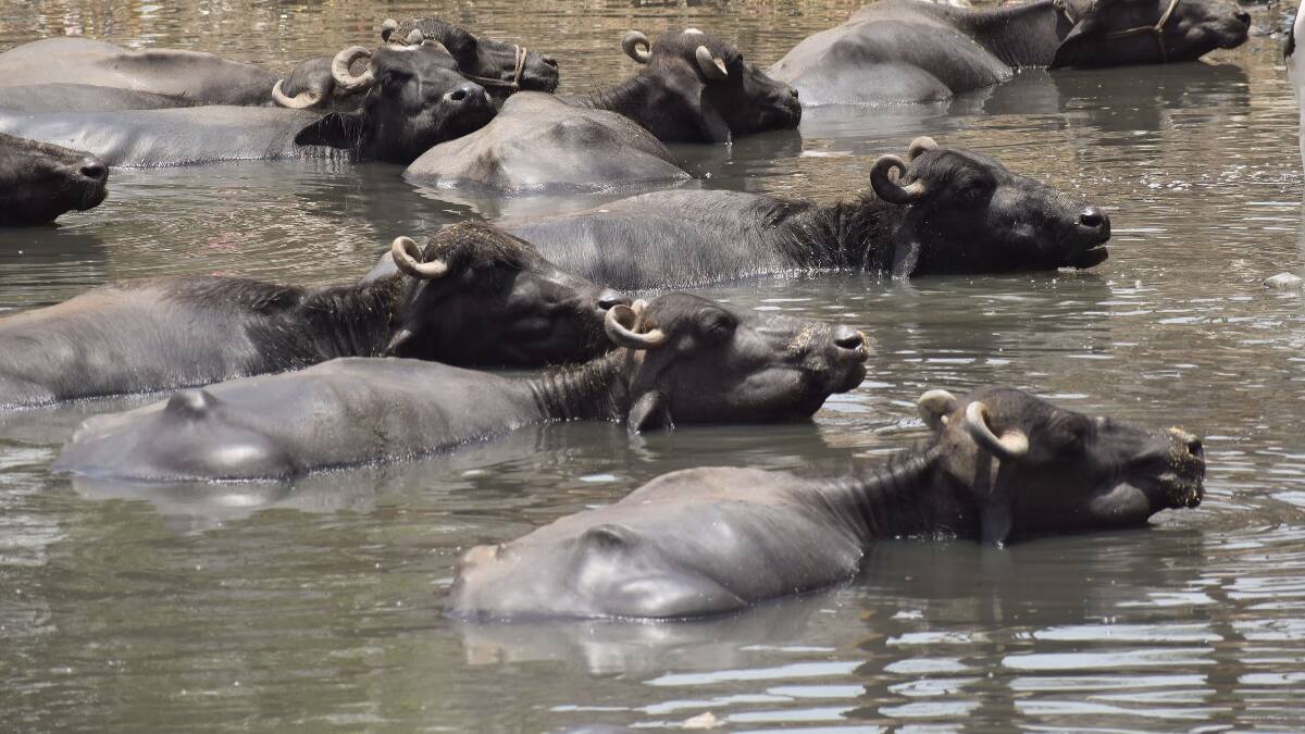 Police Among 12 Injured In Clash After Livewire From 'Illegal Connection' Electrocutes 2 Buffaloes In Jharkhand