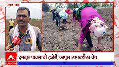 Yavatmal : यवतमाळमध्ये पावसाची जोरदार हजेरी; दमदार पावसाच्या हजेरीमुळे कापूस लागवडीला वेग
