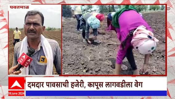 Yavatmal : यवतमाळमध्ये पावसाची जोरदार हजेरी; दमदार पावसाच्या हजेरीमुळे कापूस लागवडीला वेग