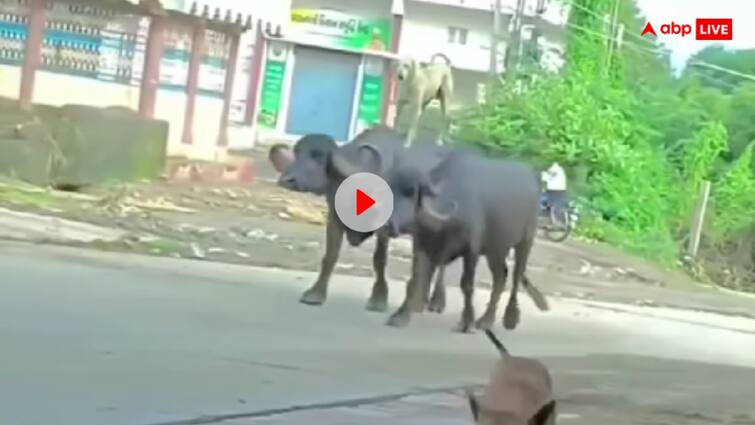 dog rode two buffaloes together video goes viral on social media Viral Video: दो भैंसों पर सवारी करता नजर आया कुत्ता, यूजर्स बोले- यह तो डॉगेंद्र बाहुबली!