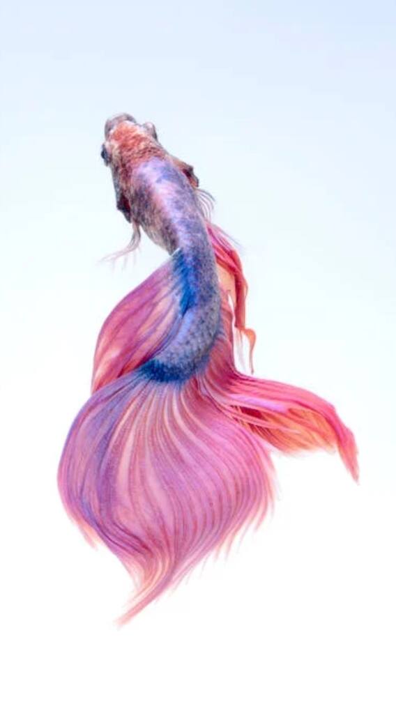 இதயம் இல்லாமல் வாழக்கூடிய உயிரினங்கள்