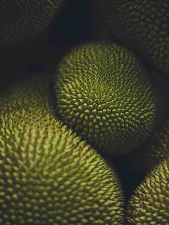 कटहल फल है या सब्जी?