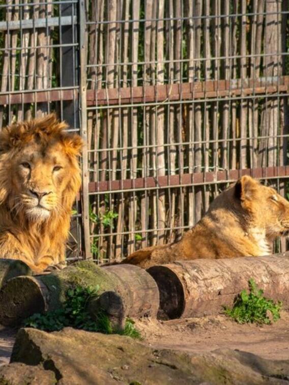 जू़ में रहने वाले शेर ज्यादा दिन जिंदा कैसे रहते हैं?