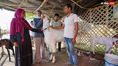 Eid Ul Adha 2024: पिछले साल से ज्यादा दी गई इसबार कुर्बानी, ईद-उल-अजहा पर 1.04 करोड़ जानवर किए गए कुर्बान