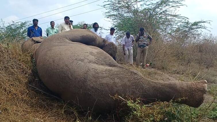 Female elephant died due to ill health near Anjetti in Krishnagiri district - TNN உடல்நலக் குறைவால் உயிரிழந்த பெண் யானை -  அஞ்செட்டி அருகே சோகம்