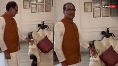 Watch: भोपाल पहुंचने पर 'गबरू' ने किया मामा शिवराज का स्वागत, बिल्ली को दुलार करते दिखे कृषि मंत्री