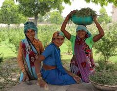 ખેડૂતોના ખાતામાં આજે આવશે પીએમ કિસાન યોજનાના પૈસા, આ રીતે કરો ચેક