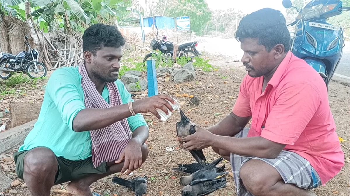 திடீர் கொத்துக்கொத்தாக கீழே விழுந்த காகங்கள்; காப்பாற்ற முயன்ற இளைஞர்கள் - கடைசியில் நேர்ந்த சோகம்