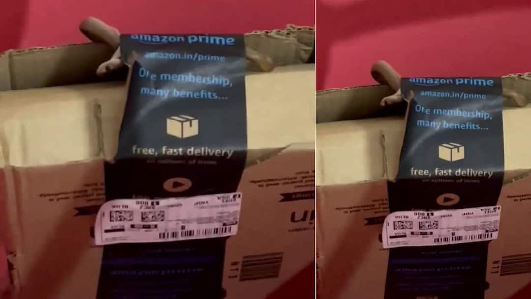 Online Delivery Cobra: மக்களே உஷார்..! அமேசான் டெலிவெரியில் வந்த விஷ நாகம் - இணையத்தில் பரவும் பாம்பு வீடியோ