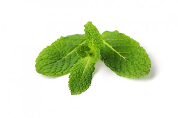 Consumption of this mint  leaf will get rid of problems   including flatulence, know other benefits Health tips:  પેટ ફુલવા સહિતની સમસ્યાથી આપશે છુટકારો આ પાનનું સેવન, જાણો અન્ય ફાયદા