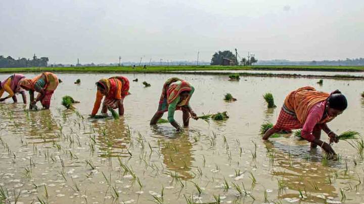 पेरणीच्या काळात हा निधी बँक खात्यावर आल्यामुळे शेतकऱ्यांकडून समाधान व्यक्त केले जात आहे. प्रत्येक लाभार्थी शेतकऱ्यांच्या बँक खात्यावर 2000 रुपये याप्रमाणए केंद्र सरकारने मंगळवारी 9.6 कोटी शेतकऱ्यांना एकूण 20 हजार कोटी रुपये दिले आहेत. दरम्यान, काही लाभार्थी शेतकऱ्यांच्या बँक खात्यावर अद्याप 2000 रुपये आलेले नाहीत.