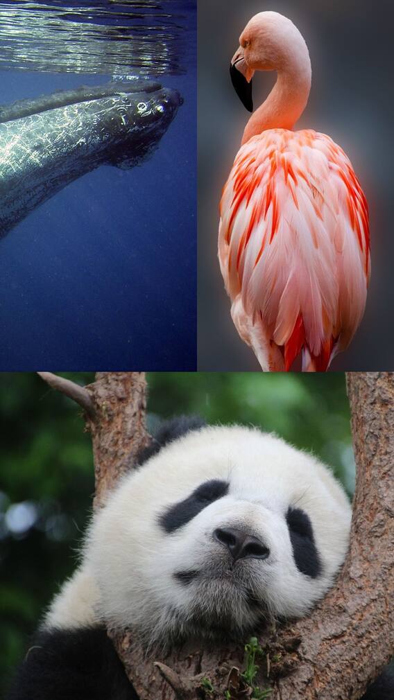 தனித்துவமான உணவுகளை சாப்பிடும் 10 விலங்குகள்