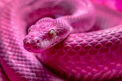 Snake Farming: ગાય-ભેંસ નહીં એકથી એક ઝેરીલા સાપ પાળે છે આ દેશના લોકો, જાણો