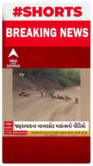 1..2..3 નહીં, એક સાથે 12 સિંહનું ઝુંડ: જાફરાબાદના બાબરકોટ માઇન્સ વિસ્તારમાં સિંહ પરિવારની લટાર, જુઓ VIDEO