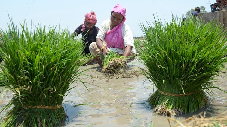 Govt Approves MSP Hike For 14 Kharif Crops, Including Paddy, Assures Rs 2 Lakh Crore Benefit For Farmers