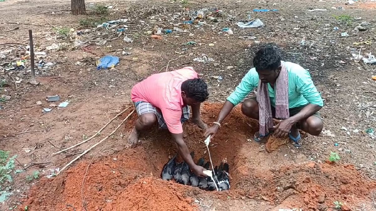 திடீர் கொத்துக்கொத்தாக கீழே விழுந்த காகங்கள்; காப்பாற்ற முயன்ற இளைஞர்கள் - கடைசியில் நேர்ந்த சோகம்