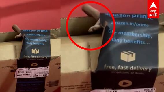 Snake in Amazon Parcel | அமேசான் பார்சலில் விஷப்பாம்பு!அதிர்ச்சியில் பெங்களூரு தம்பதி..வைரல் வீடியோ