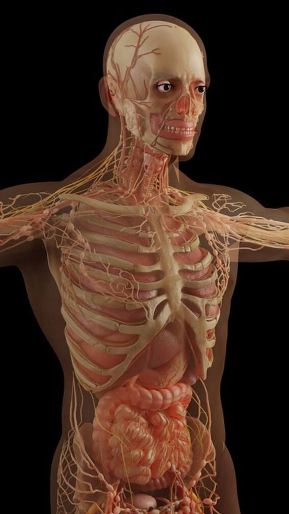 வாயை பிளக்க வைக்கும் மனித உடல் பற்றிய தகவல்கள்!