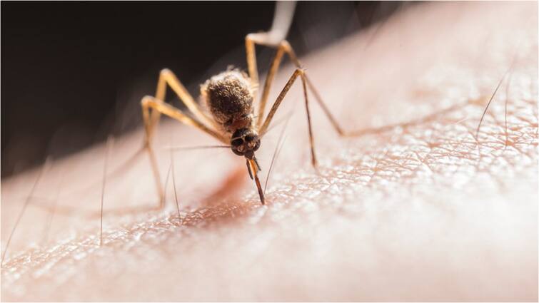 Dengue cases are increasing like an explosion in South America Dengue Fever: ఆ దేశాన్ని అల్లాడిస్తున్న డెంగ్యూ, ఇండియాలోనూ అదే పరిస్థితి - ఈసారి మరింత డేంజర్, లక్షణాలు ఇవే