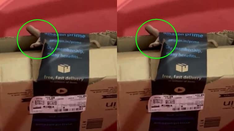 Bangalore couple finds cobra in Amazon package And company responds Viral Video: ఇదేందిరా సామీ! పామును హోం డెలివరీ చేసిన అమెజాన్!
