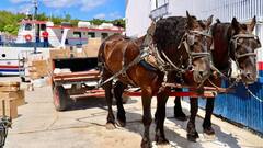 इस आइलैंड पर नहीं चलती है एक भी गाड़ी, हर कोई करता है घोड़ा गाड़ी की सवारी