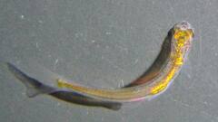 इस छोटी सी मछली की आवाज खूब तेज, आवाज निकालने का तरीका बिल्कुल अलग