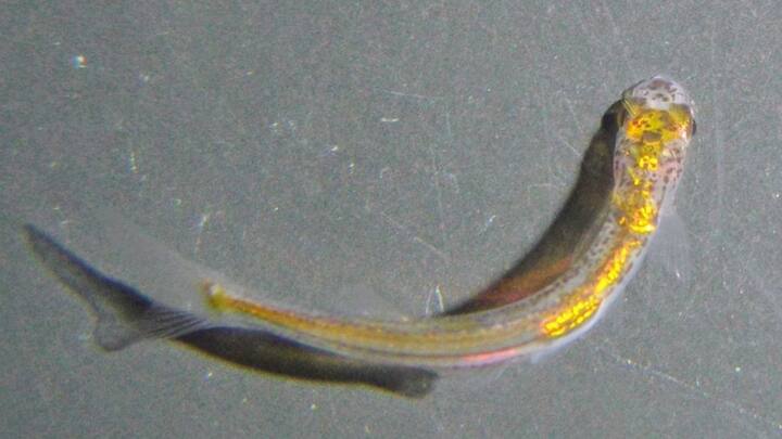 इंसान धरती पर मौजूद कुछ जीवों के बारे में जानता है, लेकिन कुछ जीवों के बारे में आज भी इंसानों को कुछ भी नहीं पता है.