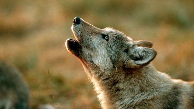 Sangli News 6 people and 29 animal were bitten by a crushed wolf in jat taluka of Sangli district Sangli News : सांगली जिल्ह्यातील जत तालुक्यातील दरिबडचीमध्ये पिसाळलेल्या लांडग्याचा धुमाकूळ; 6 जणांसह 29 जनावरांवर हल्ला